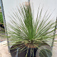 Dasylirion serratifolium 80-100 cm 35L