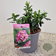 Escallonia laevis Pink Elle 12-15 cm 2,5L