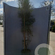 Eucalyptus gunnii France Blue 175-200 cm 20L