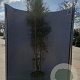 Eucalyptus gunnii France Blue 175-200 cm 20L
