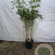 Fargesia robusta 'Pingwu' 125-150 cm 10L