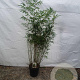 Fargesia robusta 'Pingwu' 125-150 cm 15L