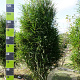 Frangula alnus Fine Line 100-125 cm met kluit