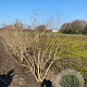 Heptacodium micon. 'SMNHMRF' 175-200 cm draadkluit struik op Stam