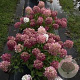 Hydrangea pan. Fire Light 80-100 cm 20L