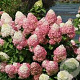 Hydrangea pan. Quick Fire Fab 80-100 cm 20L
