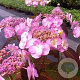 Hydrangea s. Summer Glow 40-50 cm 20L