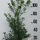 Ilex aq. 'Alaska' 100-125 cm 20L