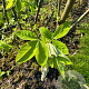 Laburnum anagyroides 150-175 cm draadkluit meerstammig 80-100 breed