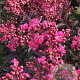 Lagerstroemia i. Fuchsia d' Été 20-25 cm cont. 130L