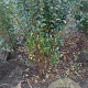 Ligustrum ovalifolium 175-200 cm met kluit struik
