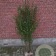 Ligustrum ovalifolium 150-175 cm met kluit struik 50