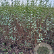 Ligustrum ovalifolium 150-175 cm met kluit struik 50