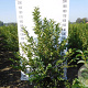 Ligustrum ovalifolium 150-175 cm met kluit struik 50