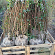 Ligustrum ovalifolium 150-175 cm met kluit struik 50