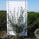 Ligustrum vulg. 'Atrovirens' 150-175 cm met kluit struik 50