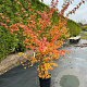Liquidambar styraciflua 175-200 cm 20L