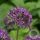 Allium 'Violet Beauty' 10-12 cm verpakt per 50