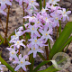 Chionodoxa forbesii 'Pink Giant' 5 cm verpakt per 100