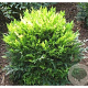 Nandina d. Magical Lemon & Lime 30-40 cm 20L
