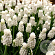 Muscari 'Casablanca' 5 cm verpakt per 100