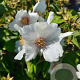 Philadelphus 'Belle Etoile' 150-175 cm met kluit struik 50