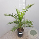 Phoenix canariensis 80 cm 3,0L