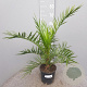Phoenix canariensis 80 cm 3,0L