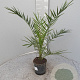 Phoenix canariensis 80 cm 3,0L