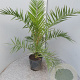 Phoenix canariensis 100 cm 6L