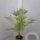 Phoenix canariensis 100 cm 6L
