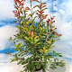 Photinia fraseri 'Red Robin' 100-125 cm 15L