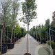 Photinia fraseri 'Red Robin' 180 cm stam 45L 12-14