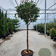 Photinia fraseri 'Red Robin' 100 cm stam container 60-70 bol