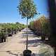 Photinia fraseri 'Red Robin' 140 cm stam container bol 50-60