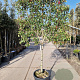 Photinia fraseri 'Red Robin' 90 cm stam container 12-14 Lei 130-120
