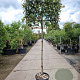 Photinia fraseri 'Red Robin' 150 cm stam container 10-12 leiboom