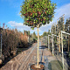 Photinia fraseri 'Red Robin' 180 cm stam container 16-18 leiboom