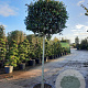 Photinia fraseri 'Red Robin' 180 cm stam container 16-18 leiboom