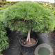 Pinus nigra 'Pierrick Bregeon' halfstam cont. 80L