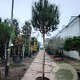 Pinus pinea 160 cm stam container 20-25