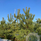 Pinus sylvestris 250-300 cm draadkluit