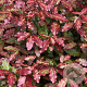 Pseudowintera col. 'Red Leopard' 30-40 cm 20L