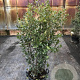 Quercus ilex 125-150 cm cont. 80L