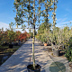 Quercus ilex 150 cm stam container 18-20