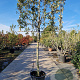 Quercus ilex 150 cm stam container 18-20