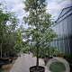 Quercus ilex 100 cm stam container 30-35