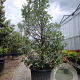 Quercus ilex 250-300 cm cont. 350L geveerd
