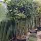 Quercus ilex 200-250 cm cont. 230L paraplu