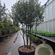 Quercus ilex 200-250 cm cont. 230L paraplu